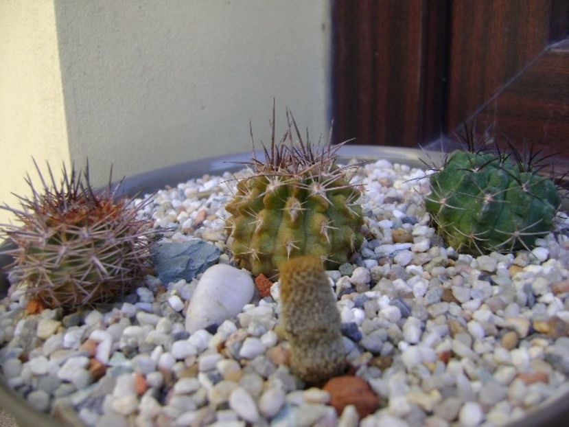 Grup de 4 Eriosyce - Cactusi 2018 bis bis