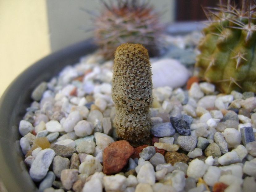 Eriosyce napina v. duripulpa, Atacama, El Trapiche, Chile - Cactusi 2018 bis bis