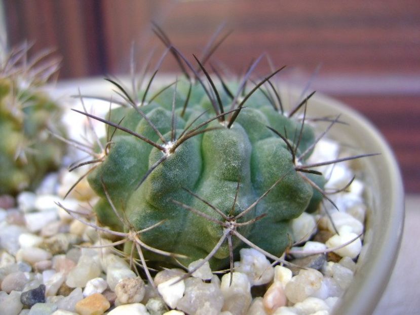 Eriosyce taltalensis ssp. paucicostata - Cactusi 2018 bis bis