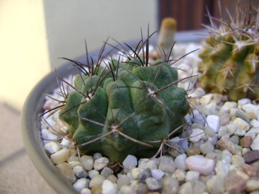 Eriosyce taltalensis ssp. paucicostata - Cactusi 2018 bis bis