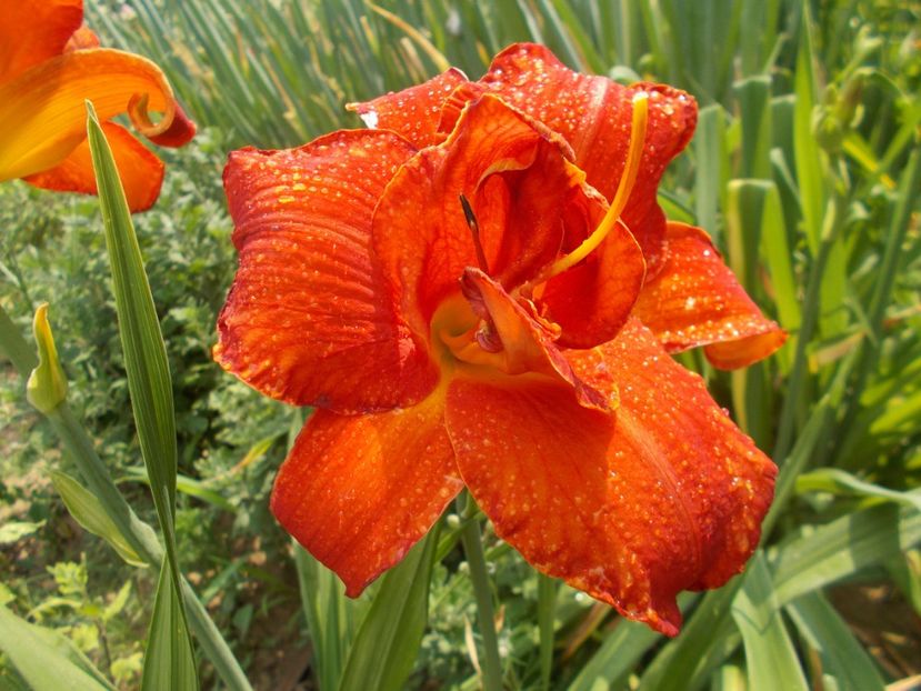 MOSES FIRE - Hemerocallis 2018