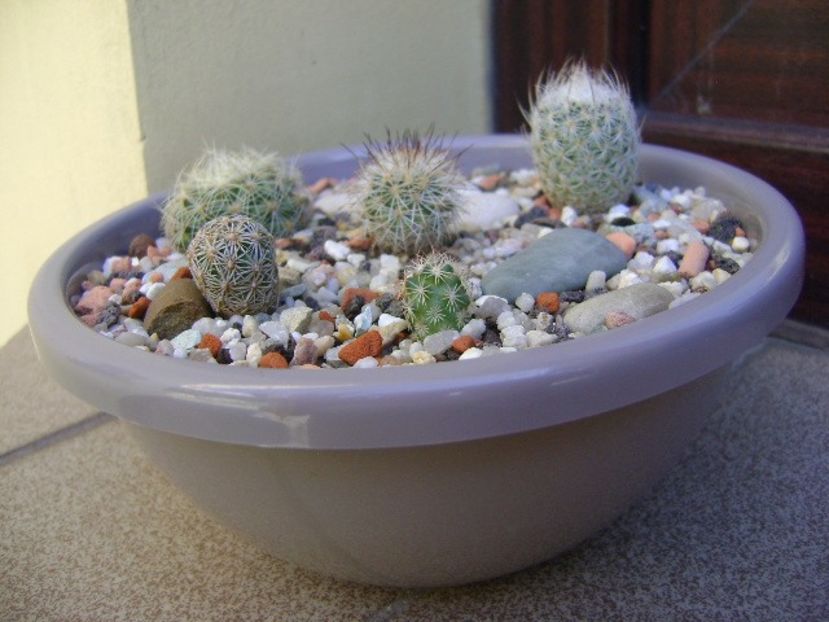 Grup de 5 cactusi - Cactusi 2018 bis bis