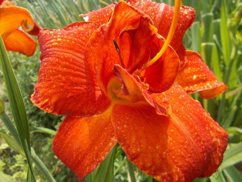 MOSES FIRE - Hemerocallis 2018