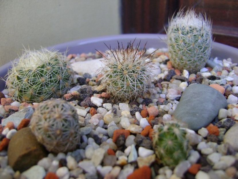 Grup de 5 cactusi - Cactusi 2018 bis bis