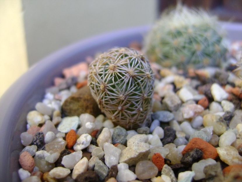 Echinomastus durangensis SB46 - Cactusi 2018 bis bis