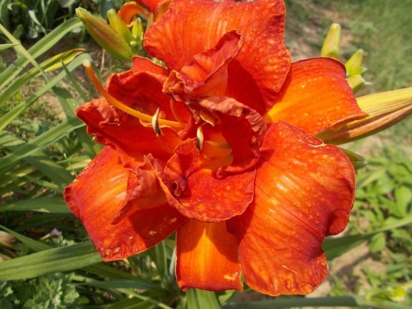  - Hemerocallis 2018
