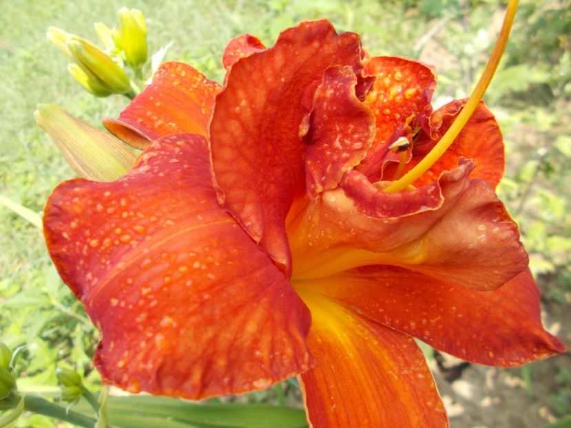 MOSES FIRE - Hemerocallis 2018