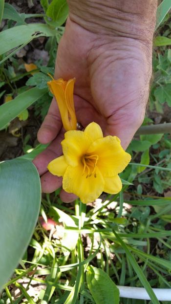 Stella D'or - Hemerocallis 2018