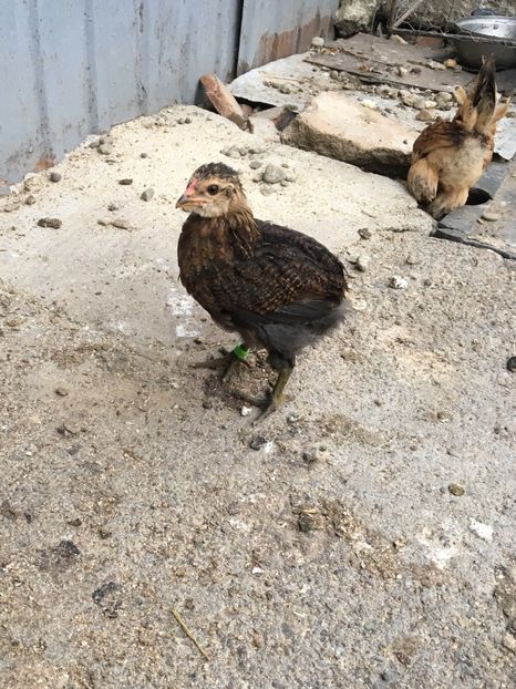  - Găini Araucana Albastru Splash Potarnichiu