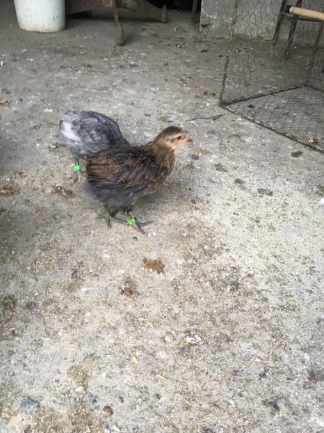  - Găini Araucana Albastru Splash Potarnichiu