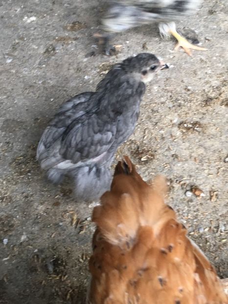  - Găini Araucana Albastru Splash Potarnichiu