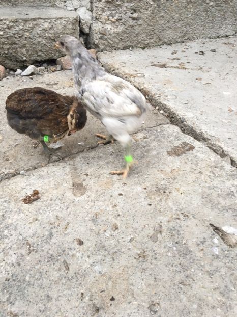  - Găini Araucana Albastru Splash Potarnichiu