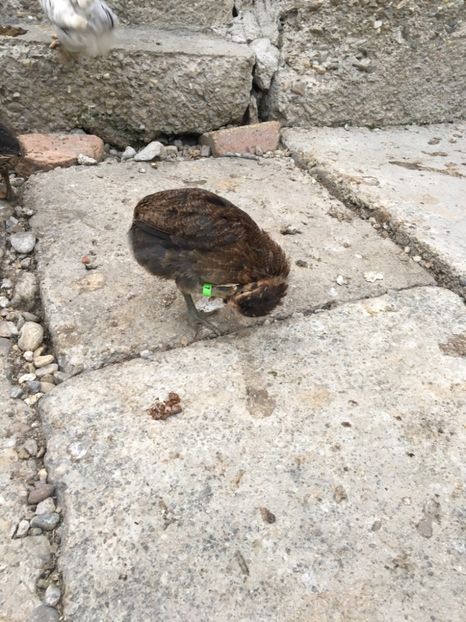  - Găini Araucana Albastru Splash Potarnichiu