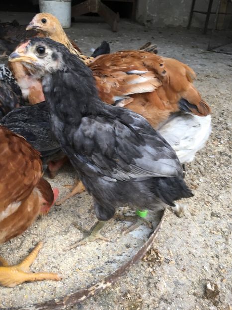  - Găini Araucana Albastru Splash Potarnichiu