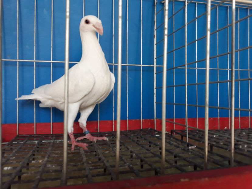  - GERMANI PUI 2017 si 2018