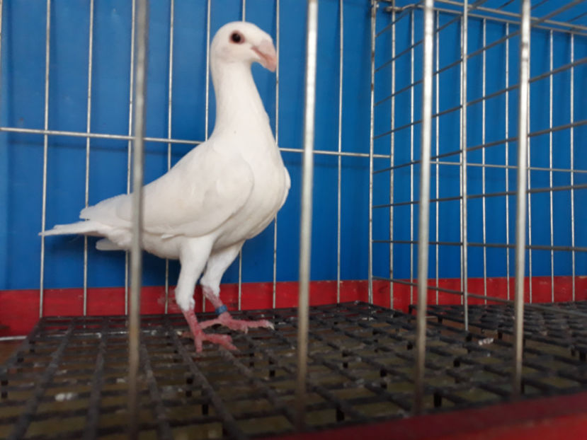  - GERMANI PUI 2017 si 2018