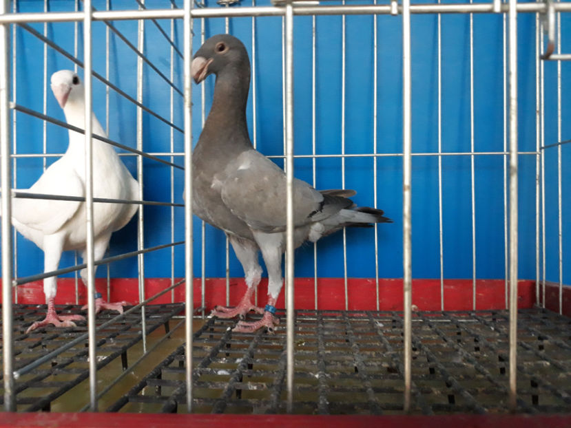  - GERMANI PUI 2017 si 2018