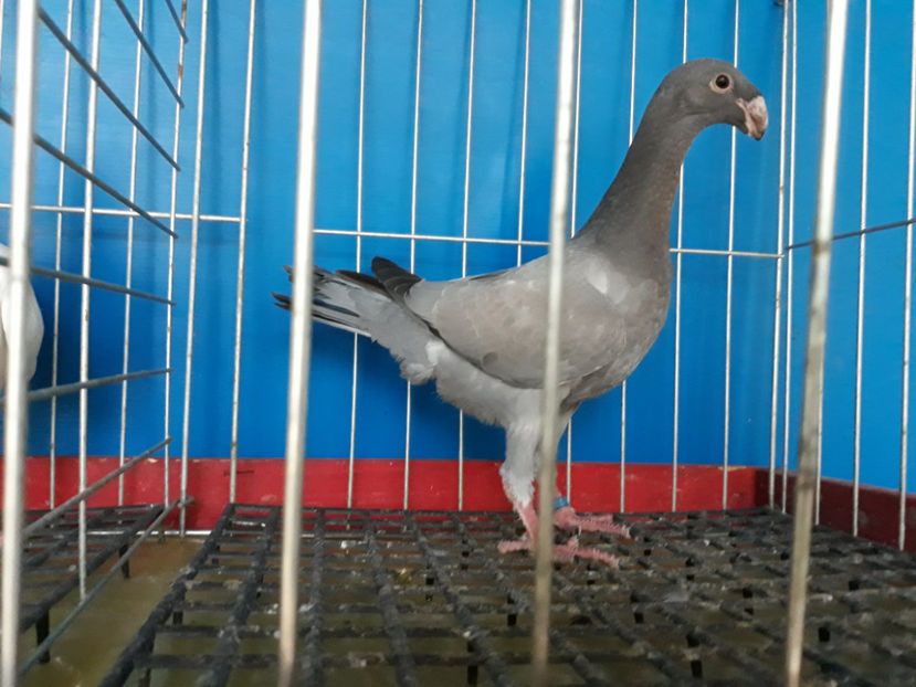  - GERMANI PUI 2017 si 2018