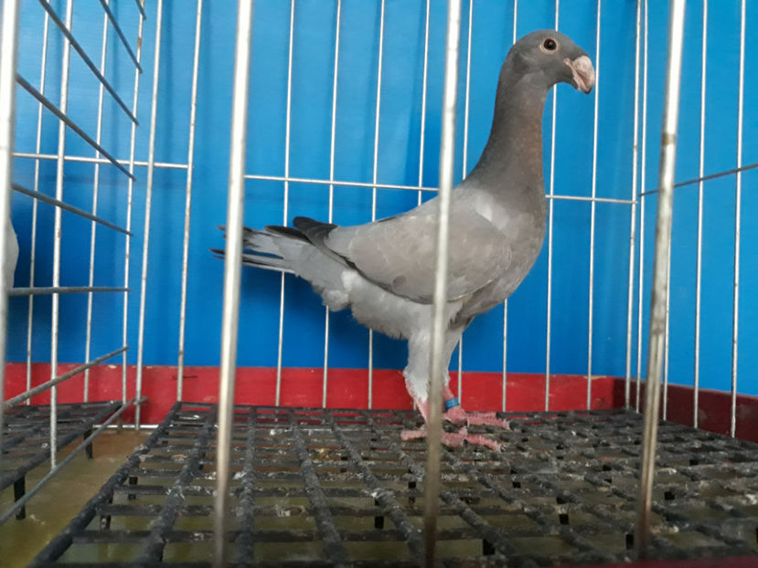  - GERMANI PUI 2017 si 2018