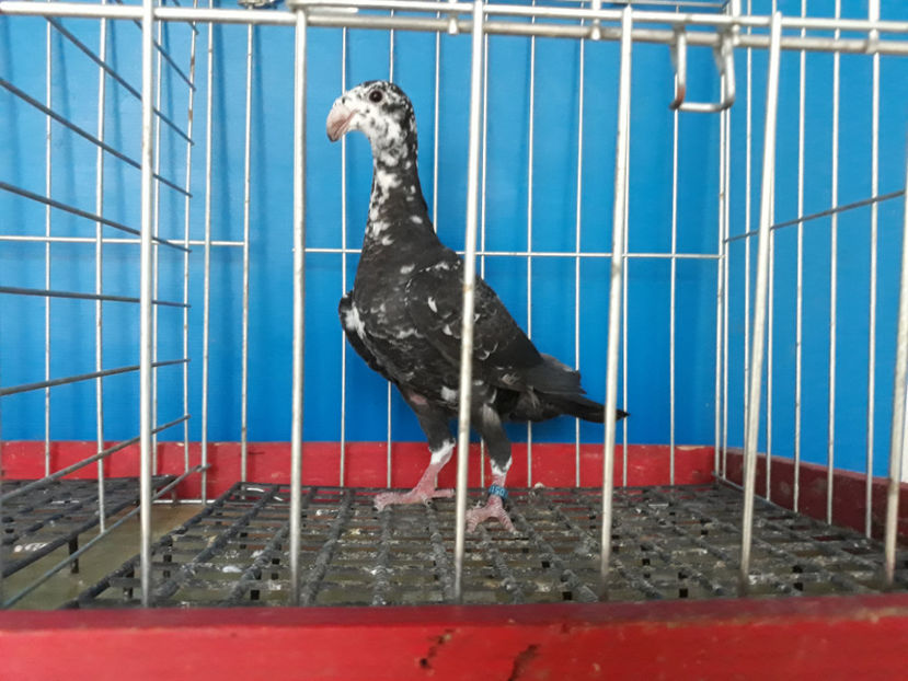  - GERMANI PUI 2017 si 2018