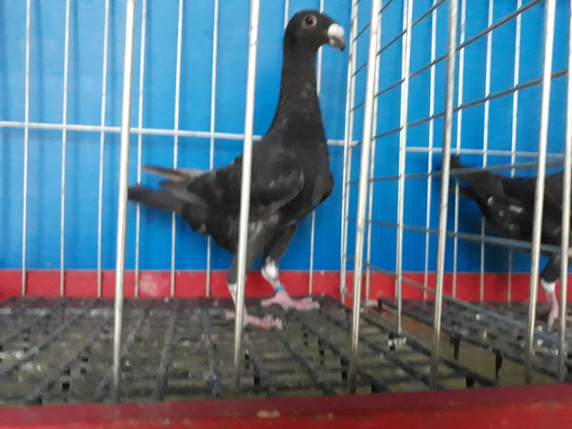  - GERMANI PUI 2017 si 2018