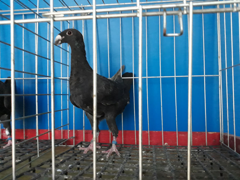 Din bobat - GERMANI PUI 2017 si 2018