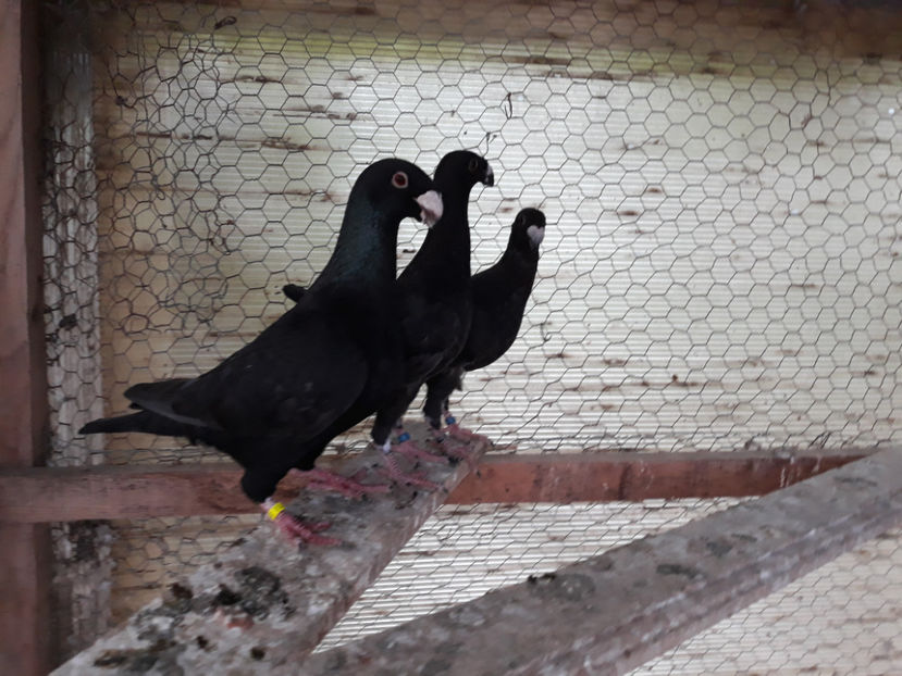  - GERMANI PUI 2017 si 2018