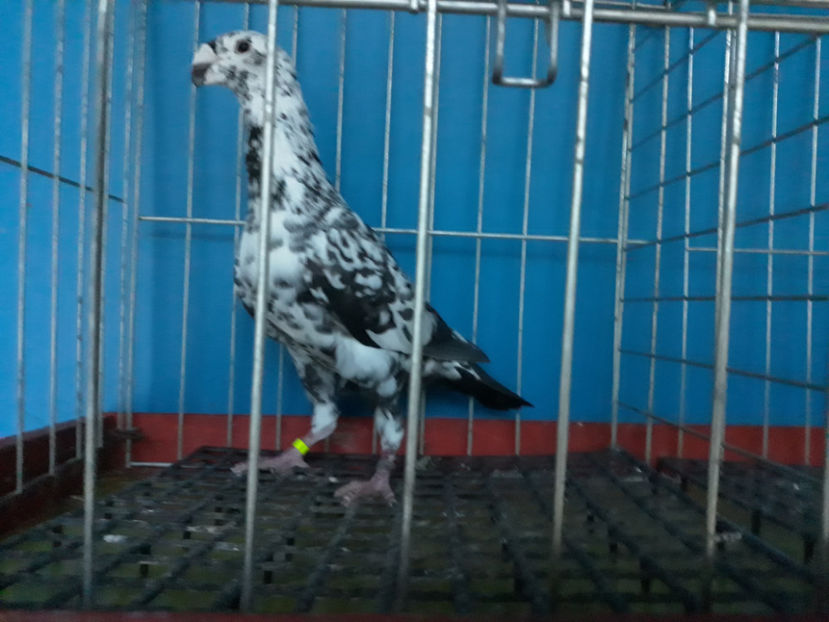  - GERMANI BOBATI SI LA GRAMADA