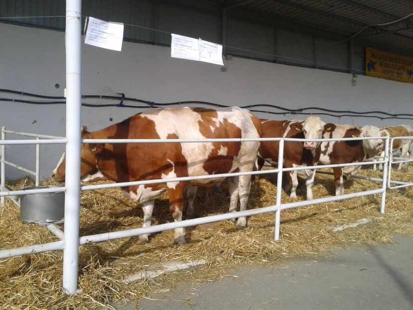 Fotografie0022 - 27---expozitie banat-agralim 2018