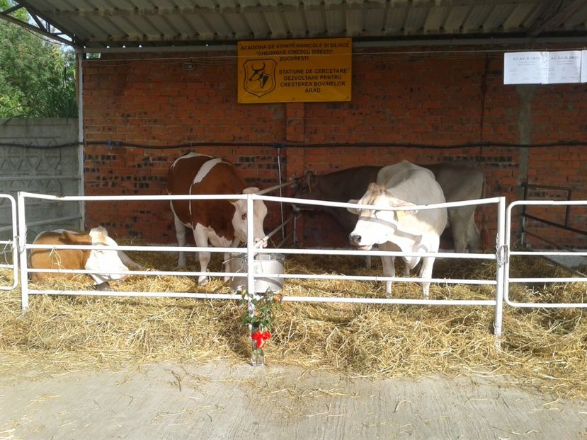 Fotografie0025 - 27---expozitie banat-agralim 2018