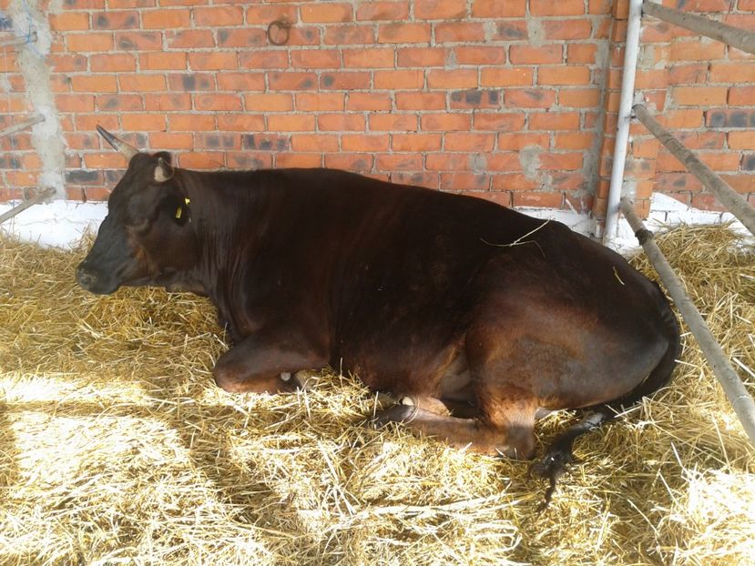 Fotografie0032 - 27---expozitie banat-agralim 2018