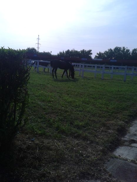 Fotografie0034 - 27---expozitie banat-agralim 2018