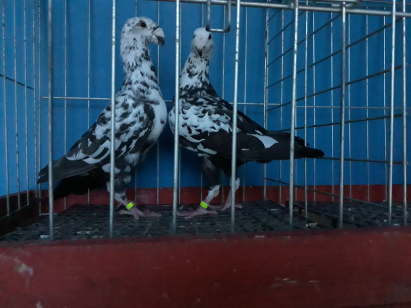  - GERMANI BOBATI SI LA GRAMADA