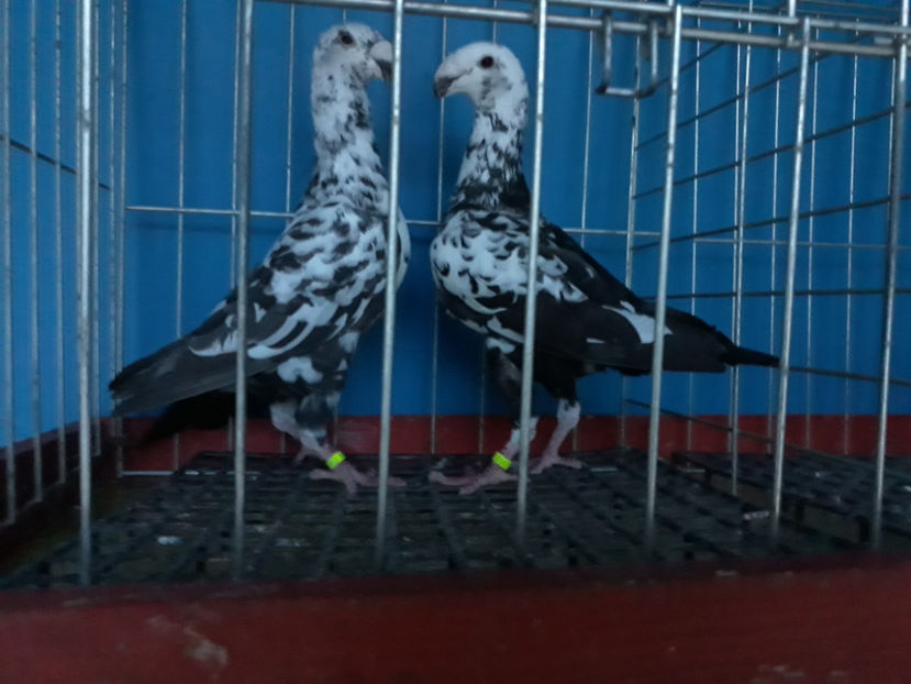  - GERMANI BOBATI SI LA GRAMADA