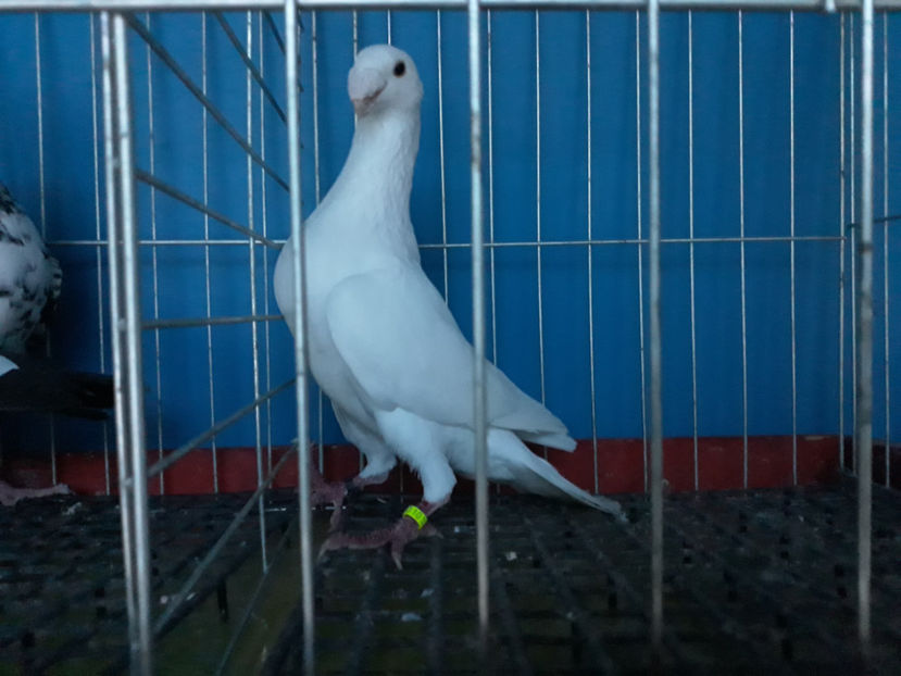  - GERMANI BOBATI SI LA GRAMADA