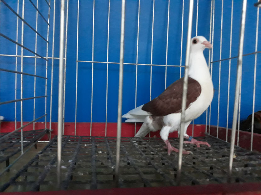  - VOIAJOR LIST PE GALBEN