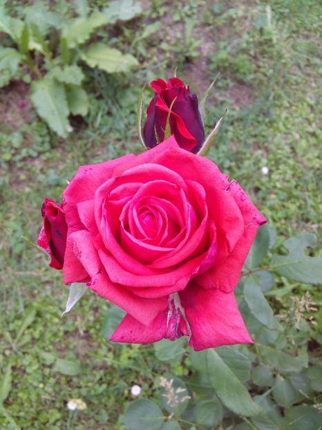  - TRANDAFIRI 2018-2019