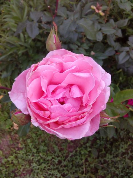  - TRANDAFIRI 2018-2019