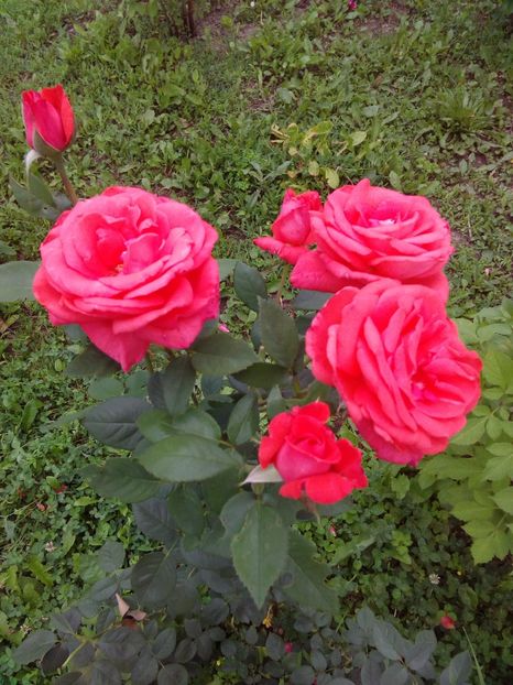  - TRANDAFIRI 2018-2019