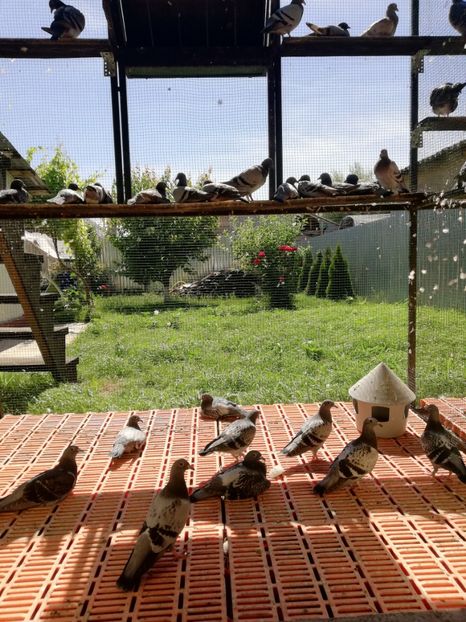  - Voliera noua locatie