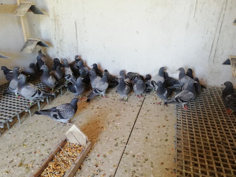  - Voliera noua locatie