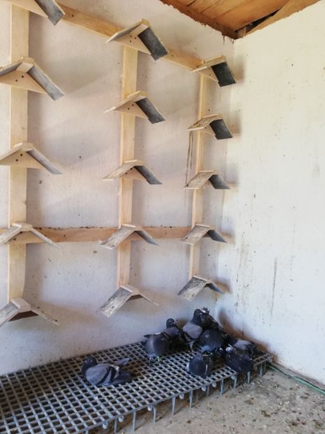  - Voliera noua locatie