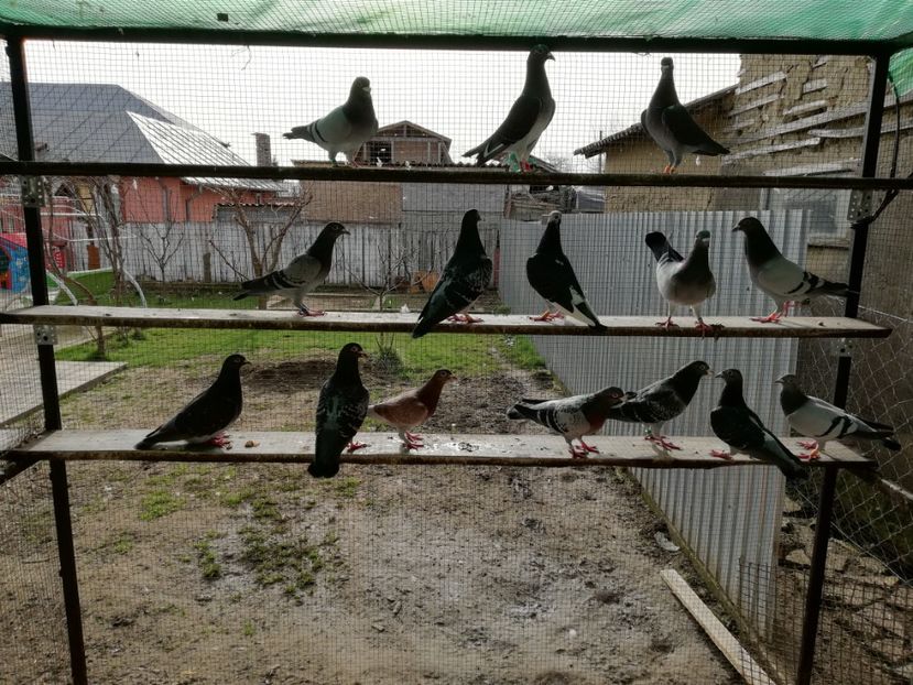  - Voliera noua locatie