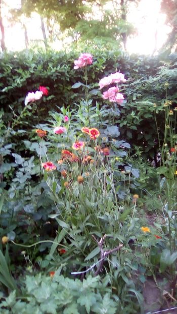 IMG-20180612-WA0026 - Gradina mea Iunie 2018