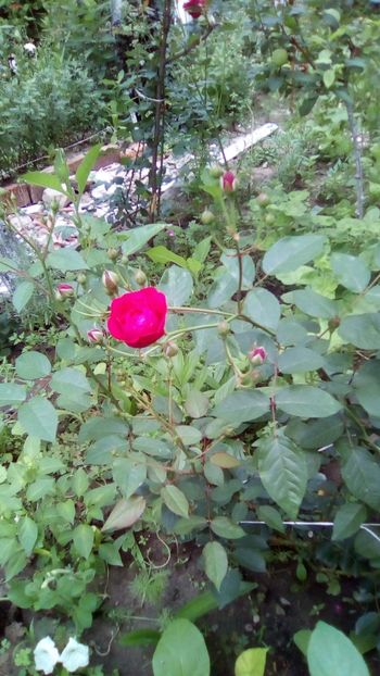 IMG-20180612-WA0030 - Gradina mea Iunie 2018