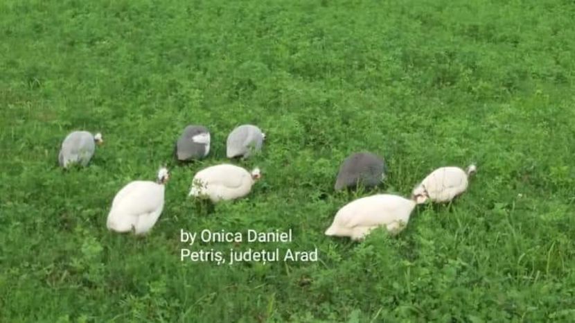 11.06.2018 - Bibilici colorate