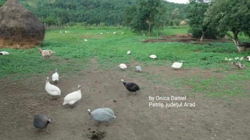 11.06.2018 - Bibilici colorate