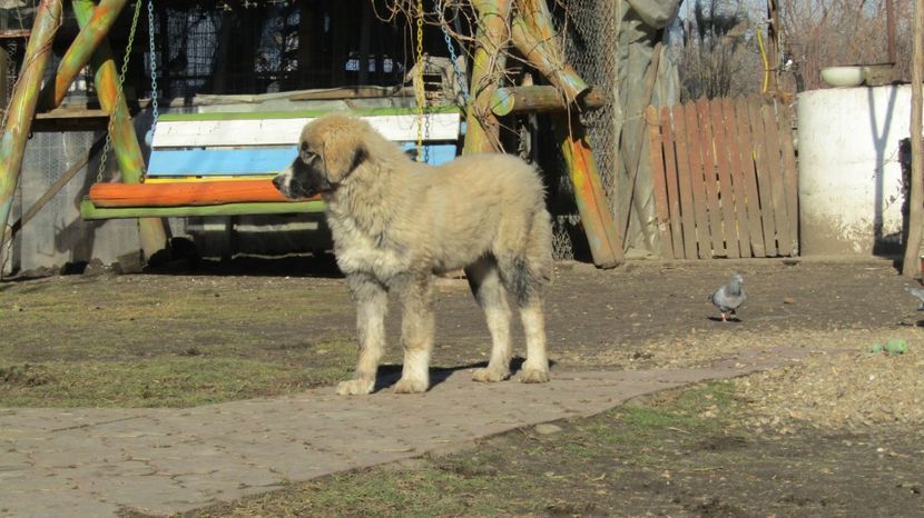  - 1 MĂCIN DE CROITORU