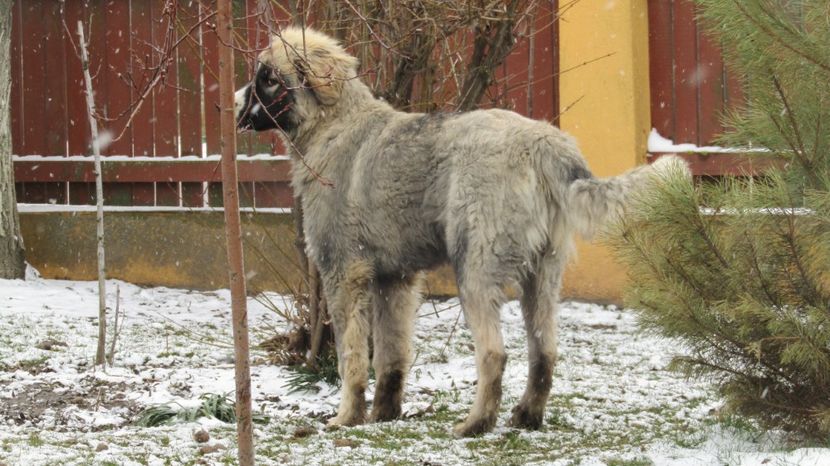  - 1 MĂCIN DE CROITORU