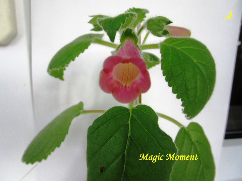 Magic Moment(12-06-2018) - Sinningii 2018